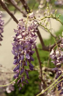 Flowers of Chinese Wisteria